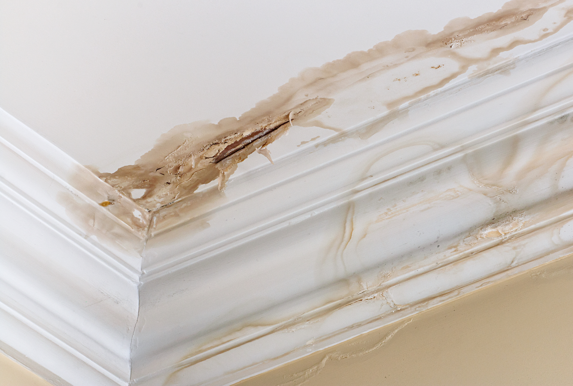 Water & Mold Damage Restoration